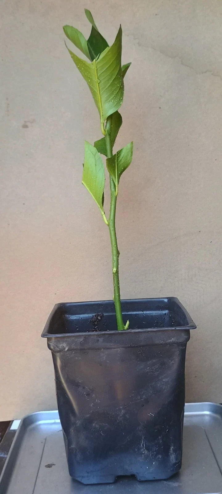 Eureka Lemon Rooted Cuttings 6-inch, Fast-Growing Citrus limon, Healthy Indoor & Outdoor Plant