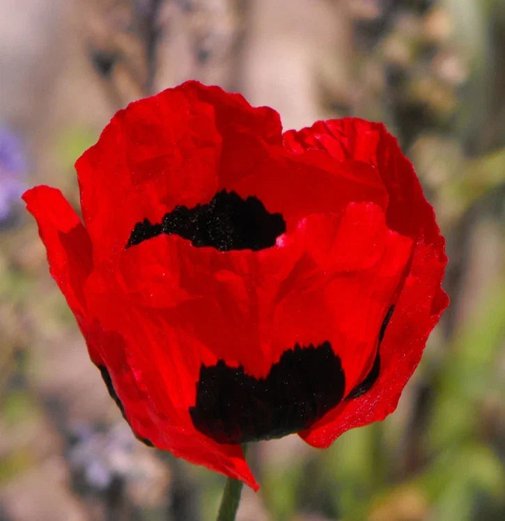Turkish Tulip Poppy Seeds – Red & Black Flowers, Non-GMO, 1000 Seeds, Papaver glaucum, Attract Pollinators, Easy to Grow