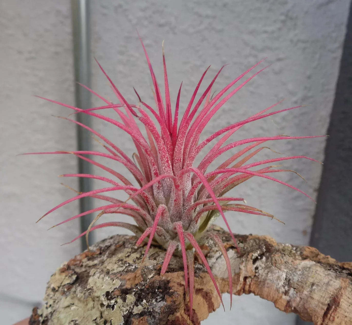 Tillandsia Ionantha Guatemala Air Plant – Small Green Succulent for Indoor Decor & Terrariums