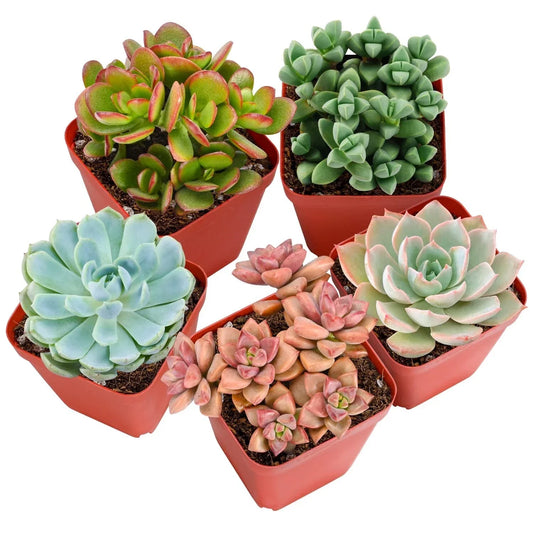Live Succulent Plants Pack of 4 – Pet-Friendly Assorted Varieties for Indoor Decor – Fully Rooted Echeveria, Aloe & More