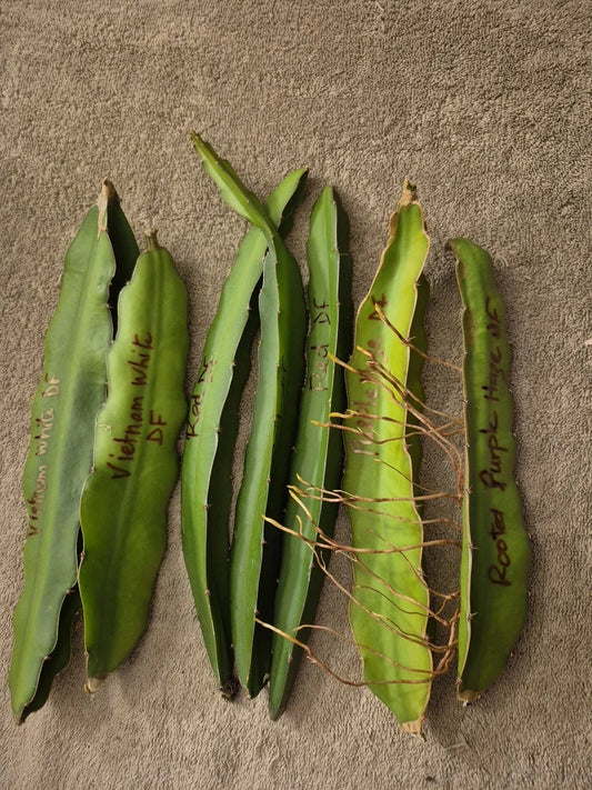 Lot of 6 Dragon Fruit Cuttings – Vietnam White, Red, Purple Hylocereus undatus & costaricensis for Home Gardening
