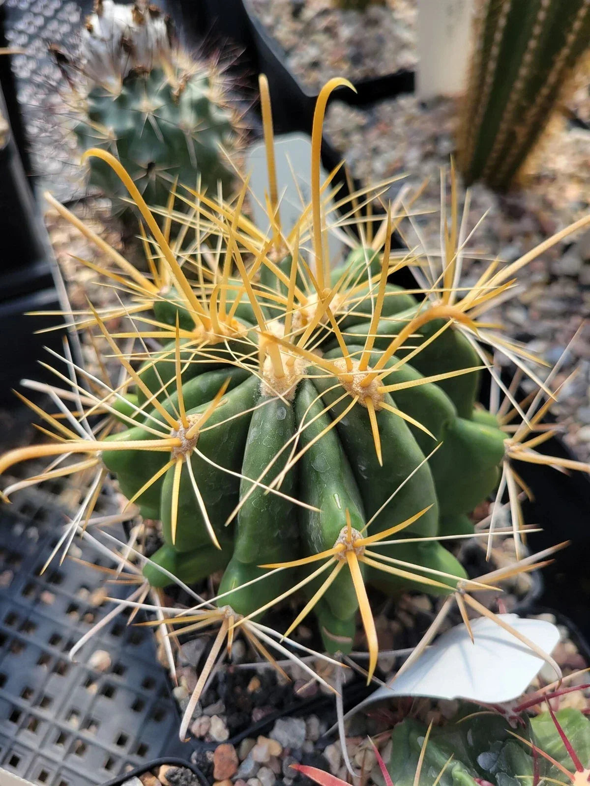 Ferocactus wislizeni f. flavispinus Succulent Plant with Yellow Spines, Desert Decor, Indoor or Outdoor Cactus
