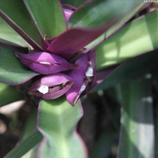 Oyster Plant 5 Rooted Moses in the Cradle Tradescantia spathacea Purple Green Indoor Outdoor Plant