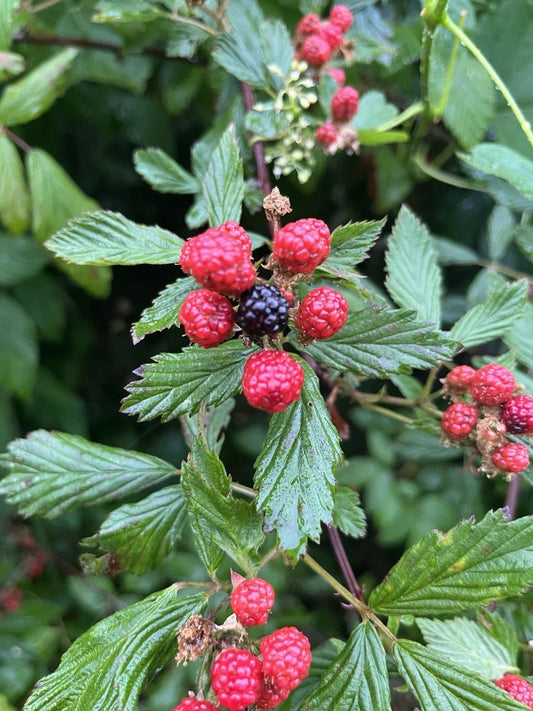 Live Bare Root Wild Blackberries Pack of 5 Rubus fruticosus Edible Berries for Garden & Landscaping