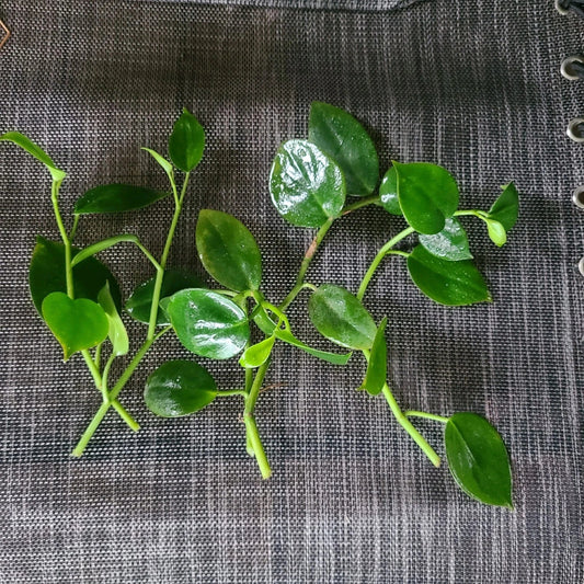 Peperomia 'Cupid' No Roots Cuttings – Indoor Houseplant, Low Light, Easy Care, Compact, Heart-Shaped Leaves, Propagation Pack