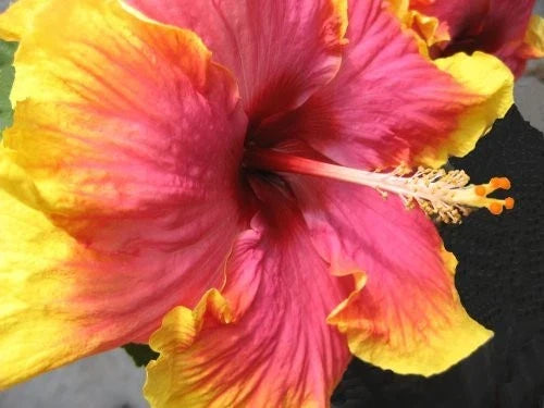 Extra Large Tropical Hibiscus Live Plant – Hot Pink & Yellow Blooms – Hibiscus rosa-sinensis Indoor Garden or Outdoor Patio Plant