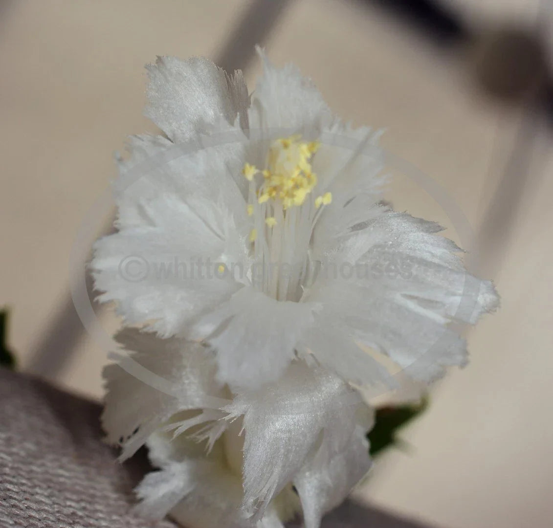 Thanksgiving Christmas Cactus Cuttings 2-Pack White Flamenco Schlumbergera Fringed Flowers No Roots