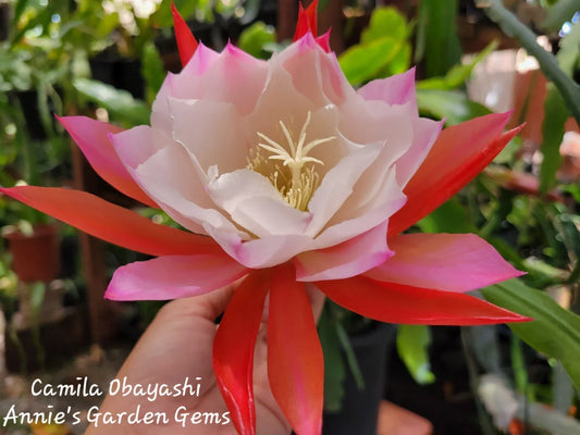 Orchid Cactus Plant 4-Inch Pot Epiphyllum Camila Obayashi Well-Rooted Indoor Outdoor