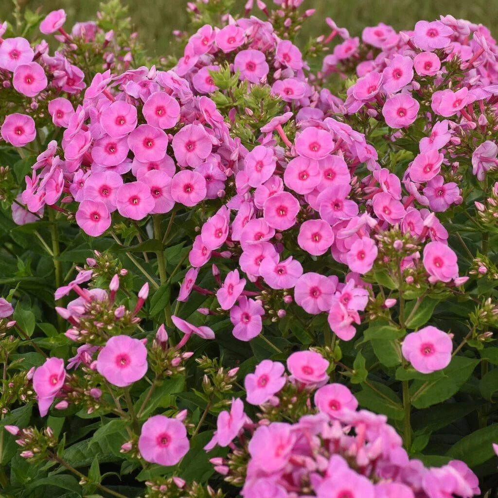 Prismatic Pink Phlox Seeds 100+ Count, Garden Planting, Phlox paniculata, Pink Flowers, Easy to Grow, Attracts Pollinators, USA
