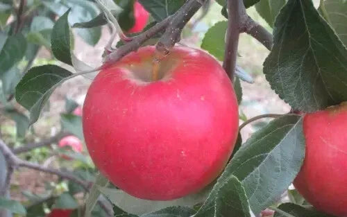Pixie Crunch Apple Seeds - 25 Non-GMO Heirloom Malus domestica for Home Garden Planting, Sweet & Crunchy Fruit