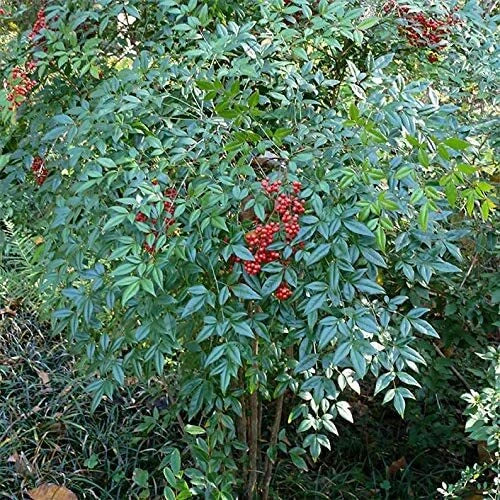 Heavenly Bamboo Seeds - 100 Count - Nandina domestica - Ideal for Privacy Hedge - Fast-Growing, Low-Maintenance Plant