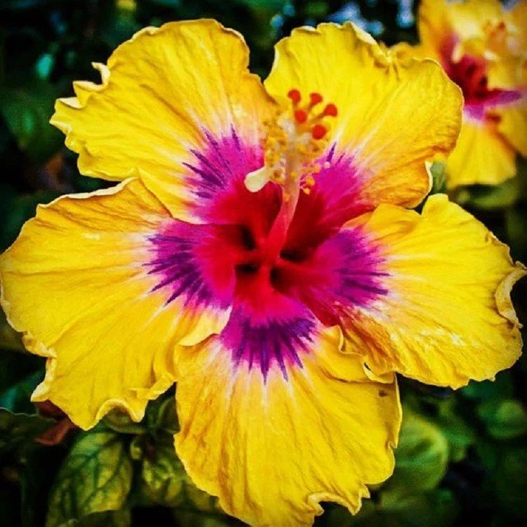 Hibiscus Seeds - 20 Yellow Pink Perennial Tropical Flower Seeds - Hibiscus rosa-sinensis for Garden, Container, or Border Planting