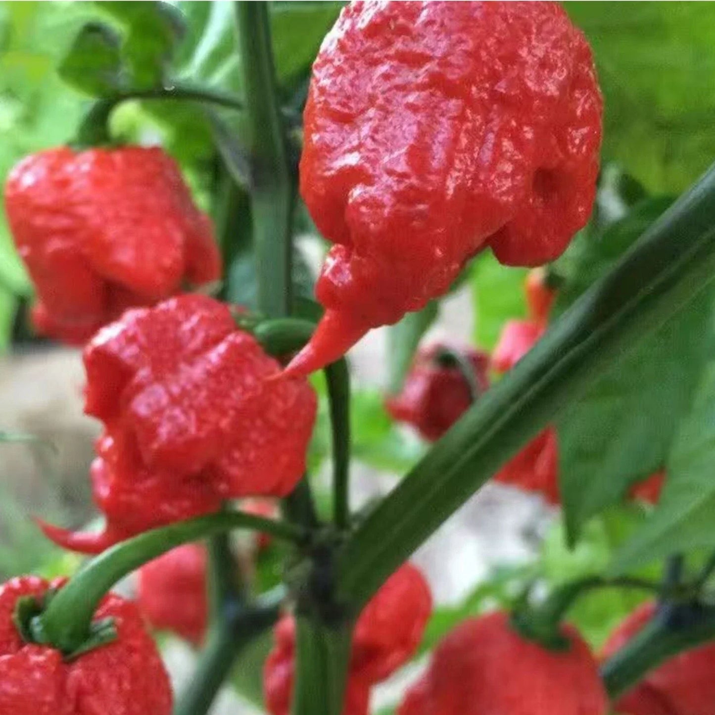 Ghost Pepper Seeds - 50pcs Non-GMO Heirloom Capsicum chinense Super Hot Chili Peppers for Spicy Cooking