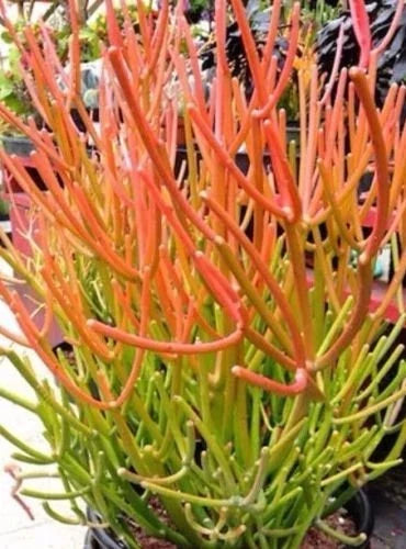 Sticks on Fire Pencil Cactus Cuttings - 5 Euphorbia Tirucalli Succulent Plants for Indoor Garden & Drought Tolerance