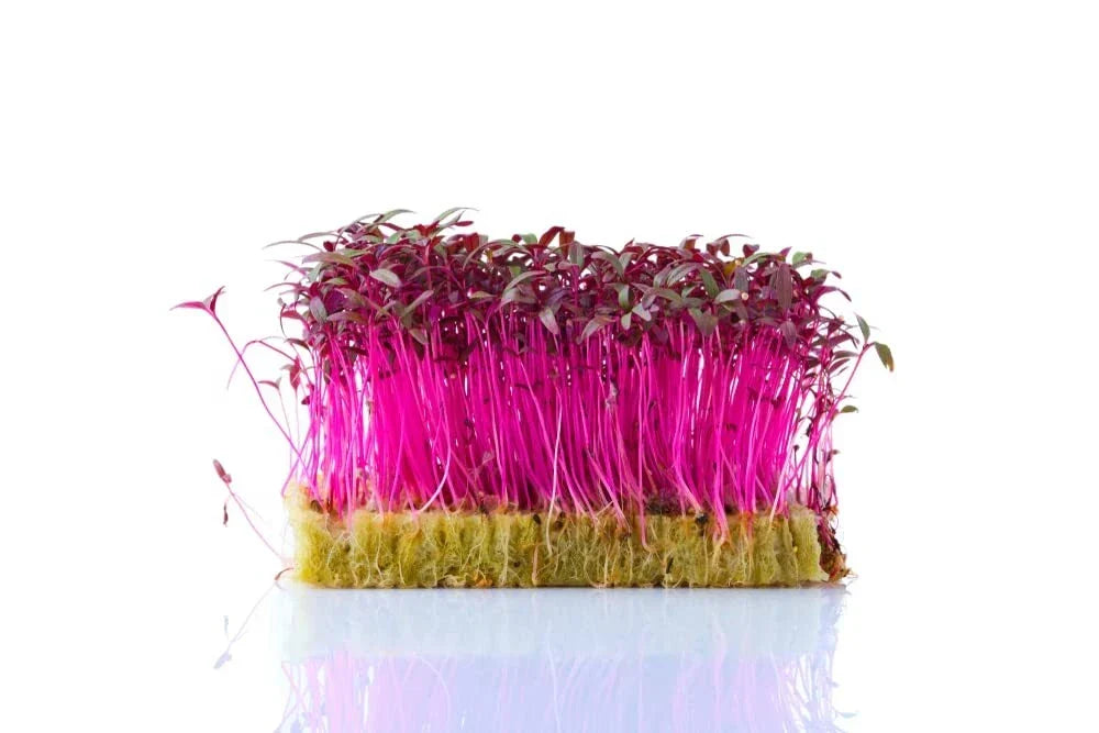 Red Amaranth Microgreen Seeds - 500 Count - Amaranthus tricolor - Edible Sprouts for Planting - Vibrant Flavor and Color