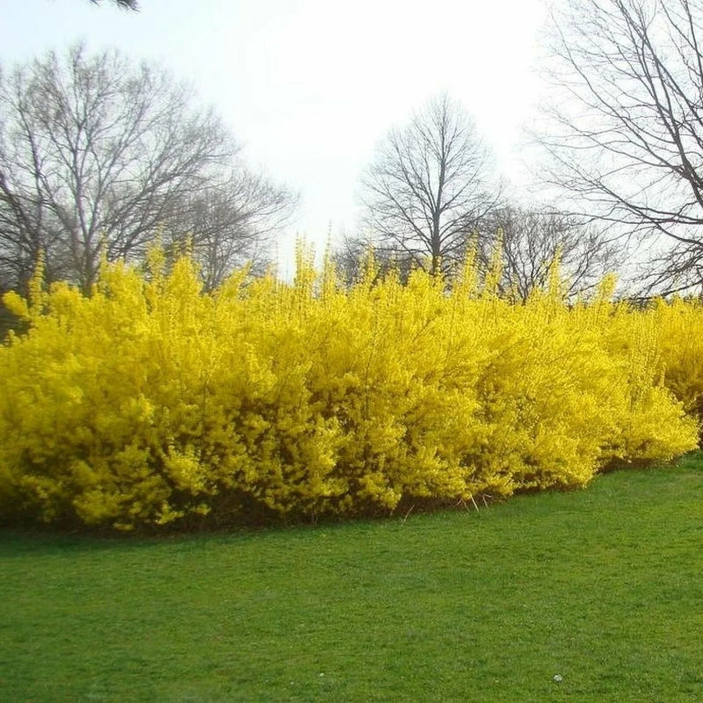 Forsythia Cuttings 10 Pieces 5-8 Inches for Propagation Bright Yellow Flowers Forsythia spp.