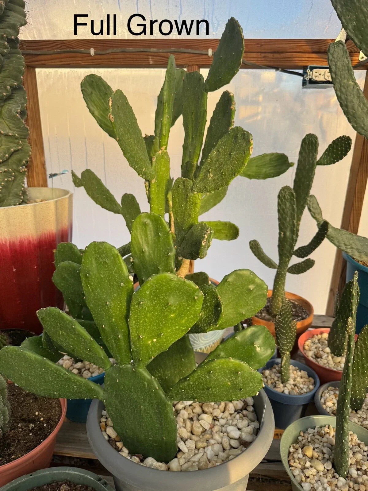 Prickly Pear Cactus Rooted Starts – Opuntia ficus-indica – Drought-Resistant Succulent for Garden & Indoor Planting