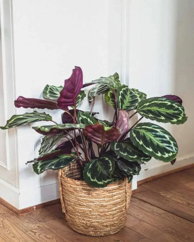 25+ Rose Painted Calathea Seeds for Indoor/Outdoor Gardening - Calathea roseopicta, Vibrant Foliage, Tropical Plant Seeds