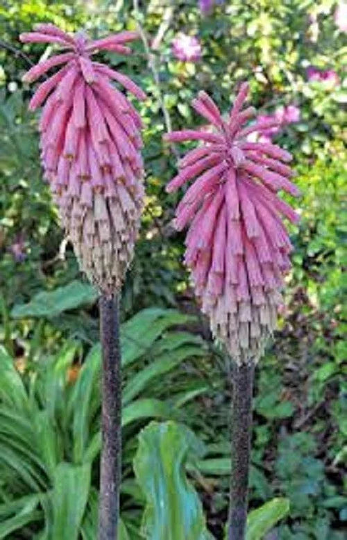 Pink South African Torch Lily Seeds - Kniphofia uvaria Perennial Flower Seeds for Garden, Borders, and Containers, Vibrant Pink Color, 25 Pack
