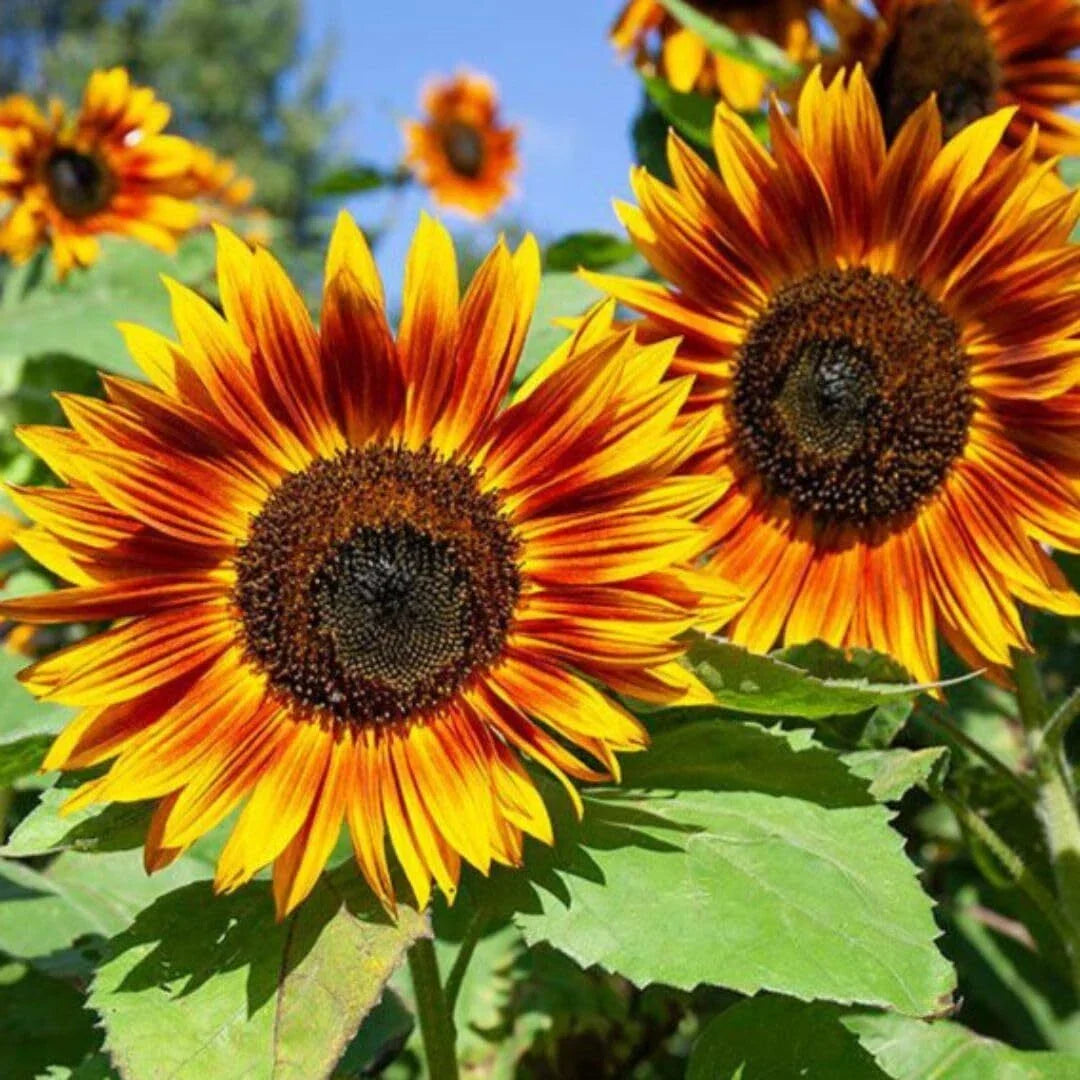 RattleFree Sunflower Seeds 50 Count | Heirloom Non-GMO Red Sun (Helianthus annuus) | Vibrant Garden Flowers