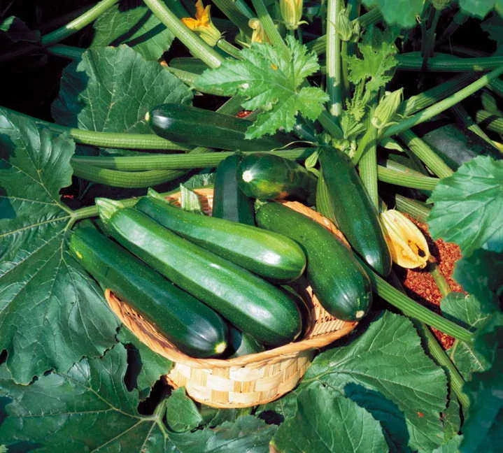 Black Beauty Zucchini Seeds - Heirloom Cucurbita pepo, Bush-Type, Fresh Non-GMO Seed Packet for Garden, Container & Raised Bed Cultivation