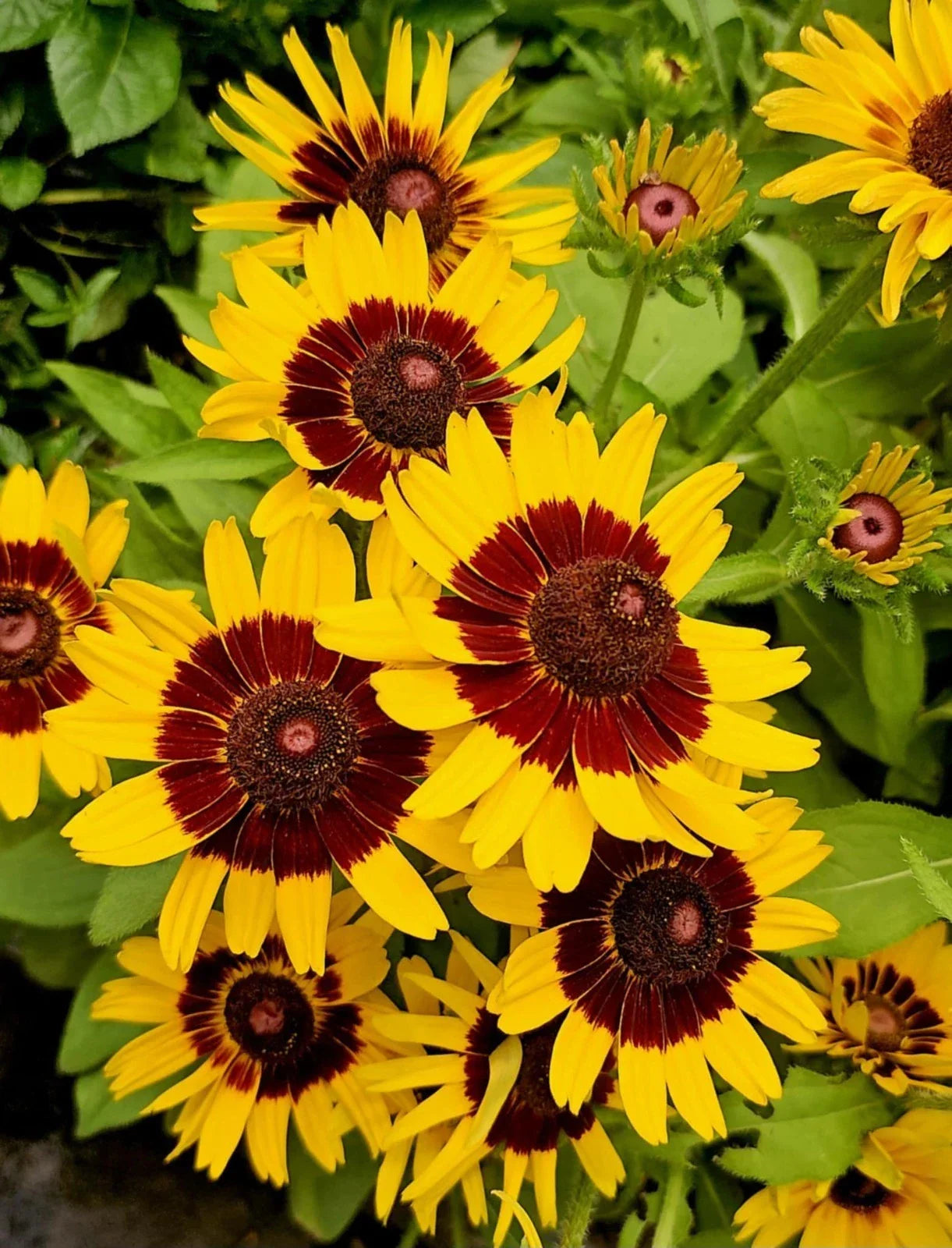Gloriosa Daisy Seeds 200+ Rudbeckia hirta Heirloom Annual Bright Yellow Orange Flower Pollinator Attracting Seeds