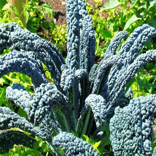 Nero di Toscana Kale Seeds - Cavolo Nero Italian Heirloom Variety - Brassica oleracea var. sabellica - 100 Seeds for Organic Gardening