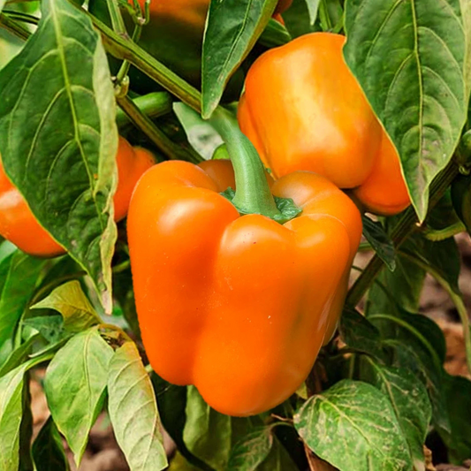 Orange Sun Sweet Bell Pepper Seeds - Heirloom Non-GMO Vegetable Seeds for Garden, Container, 25 Pack - Capsicum annuum