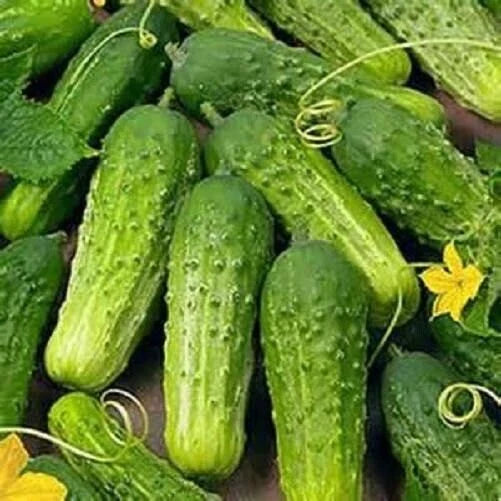 National Pickling Cucumber Seeds – Organic Non-GMO Heirloom Cucumis sativus for Home Garden, Crunchy Pickles & Salads, 25+ Seeds