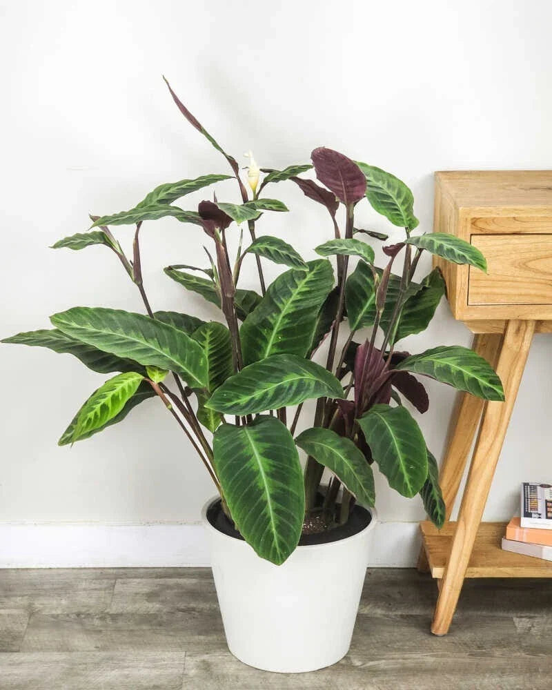 Jungle Velvet Calathea Seeds - Calathea roseopicta - Indoor Planting, Vibrant Foliage, Easy to Grow, USA