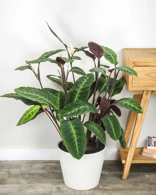 Jungle Velvet Calathea Seeds - Calathea roseopicta - Indoor Planting, Vibrant Foliage, Easy to Grow, USA
