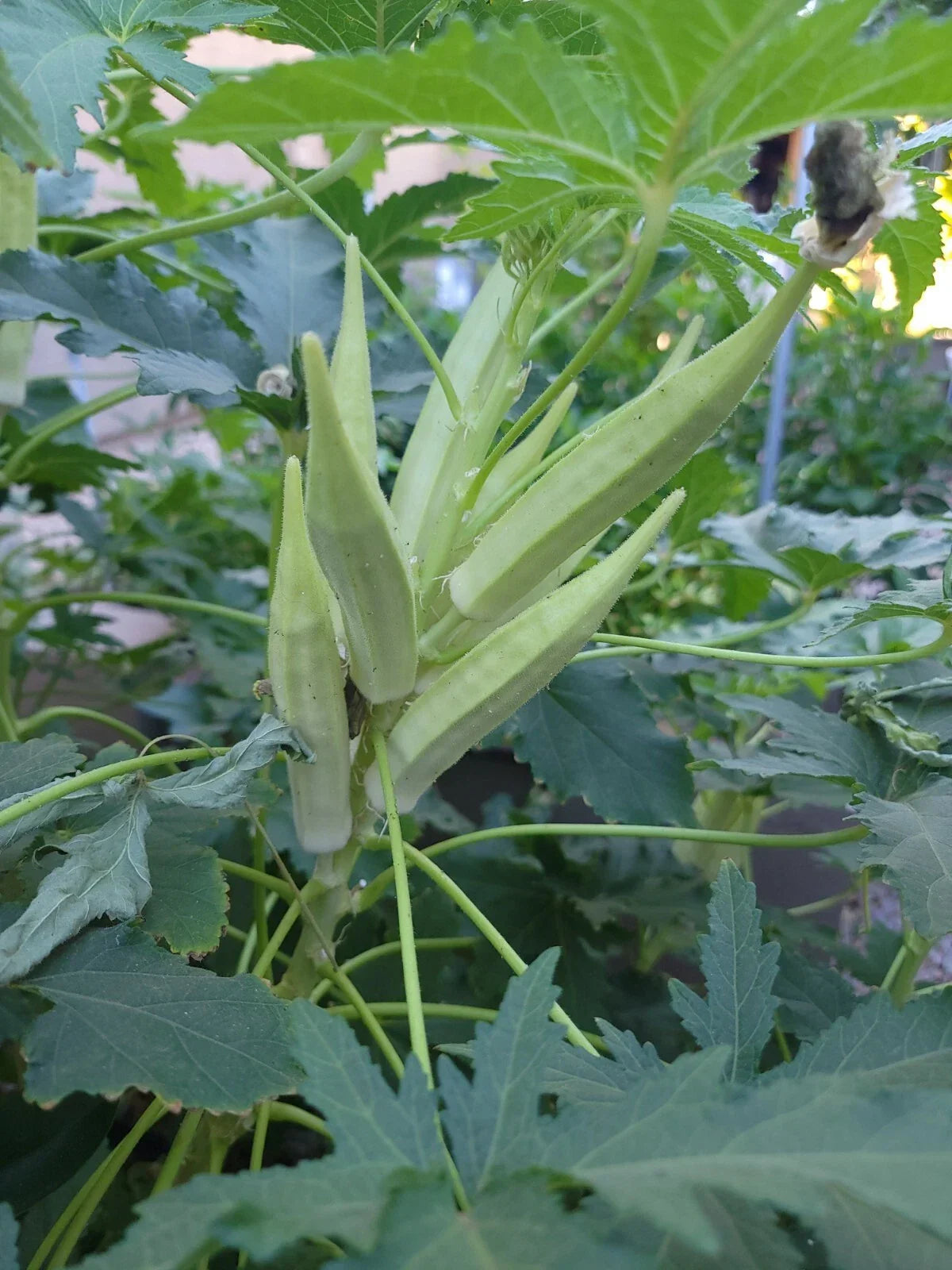 Organic Okra Seeds Pack of 50 | Heirloom Abelmoschus esculentus Bamia/Bhindi Non-GMO Vegetable Seeds
