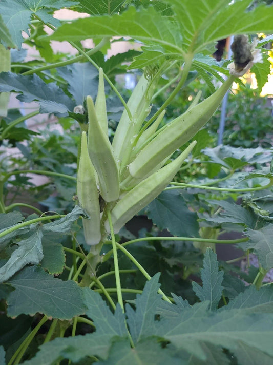 Organic Okra Seeds Pack of 50 | Heirloom Abelmoschus esculentus Bamia/Bhindi Non-GMO Vegetable Seeds