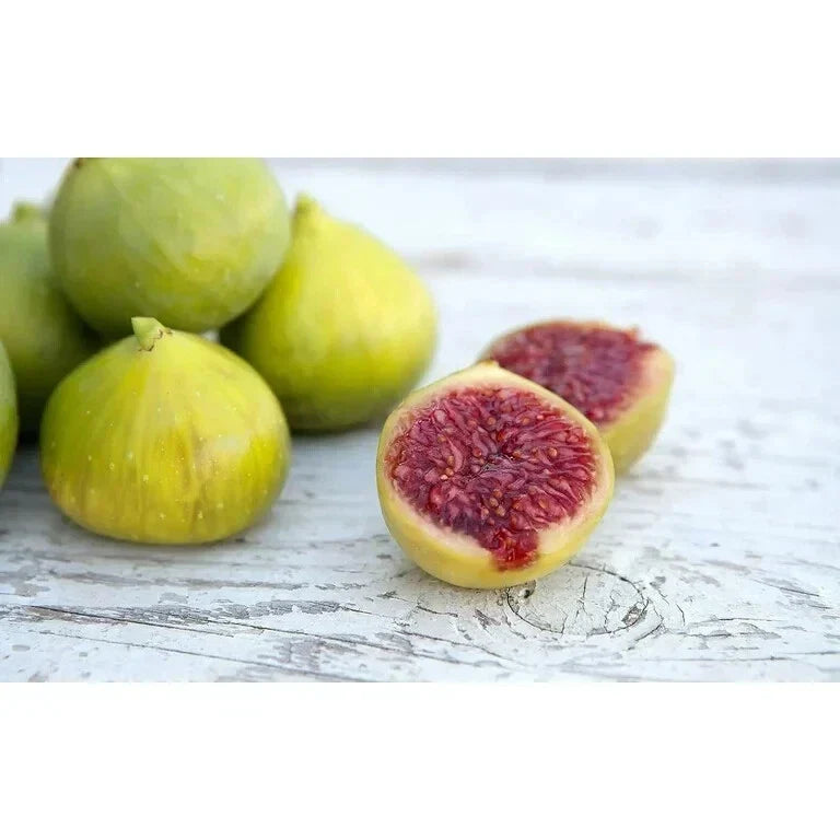 LSU Gold Fig Plant - Live Rooted Starter, Self-Pollinating, Ficus carica, Honey-Flavored Fruit, Perfect for Pots, Zones 7-10