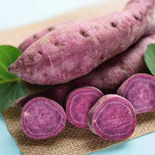 Organic Purple Sweet Potato Yams Seeds - 5 Pounds, Ipomoea batatas, Nutrient-Rich, Easy to Grow, Perfect for Home Gardening