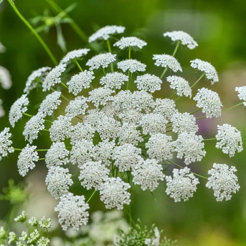 Bishop's Flower Seeds - Ammi Majus White Annual Seeds - Non-GMO, USA Grown, 300+ Seeds for Garden Borders & Floral Arrangements