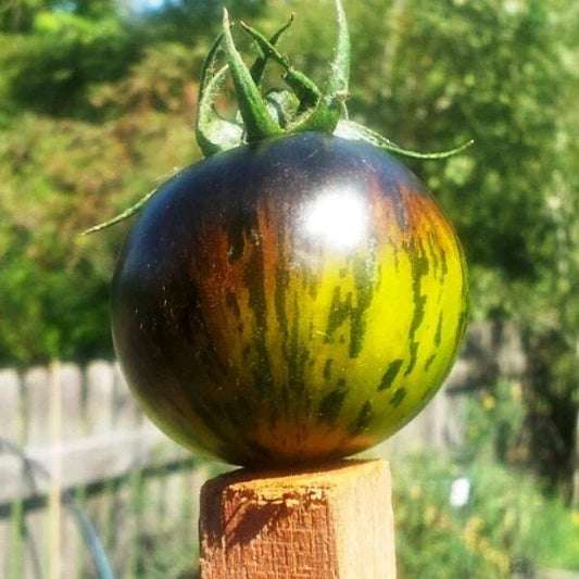 Green Zebra Tomato Seeds Pack of 120+ Heirloom Organic Non-GMO Solanum lycopersicum