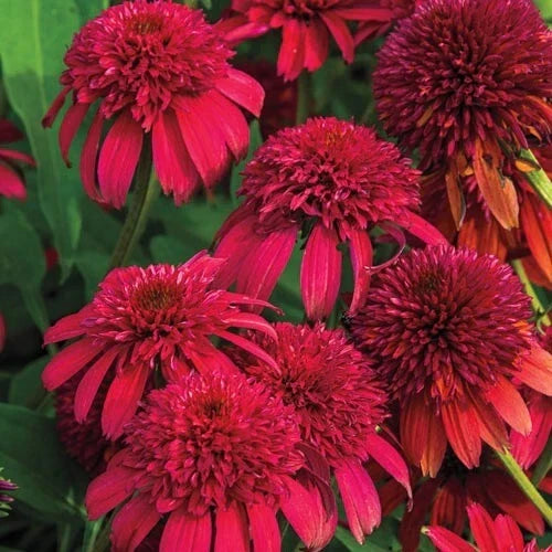 50 Double Cranberry Coneflower Seeds - Echinacea purpurea Perennial Flower Seeds for Garden, Pollinator Attracting, Vibrant Blooms