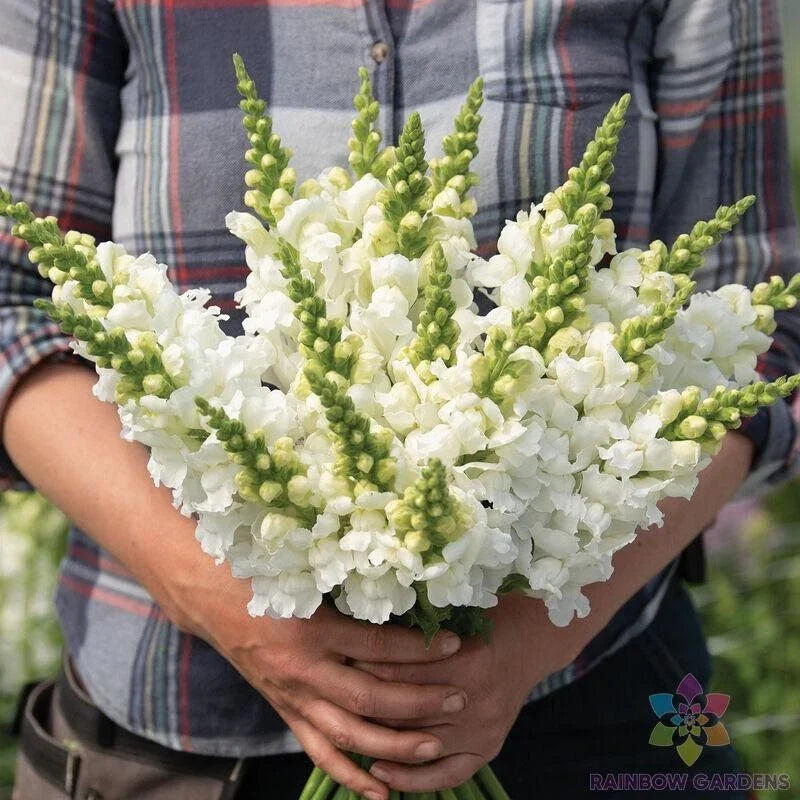 Snapdragon Seeds - 1000+ Legend White Antirrhinum majus for Garden Beds, Borders & Containers - Non-GMO, Full Sun to Partial Shade