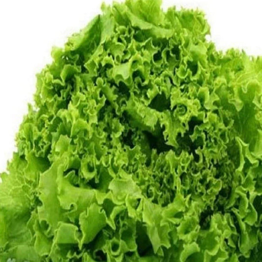 Organic Heirloom Green Lettuce Seeds - Salad Bowl Variety, Non-GMO, 150+ Seeds for Home Gardening, Loose-Leaf Lactuca sativa