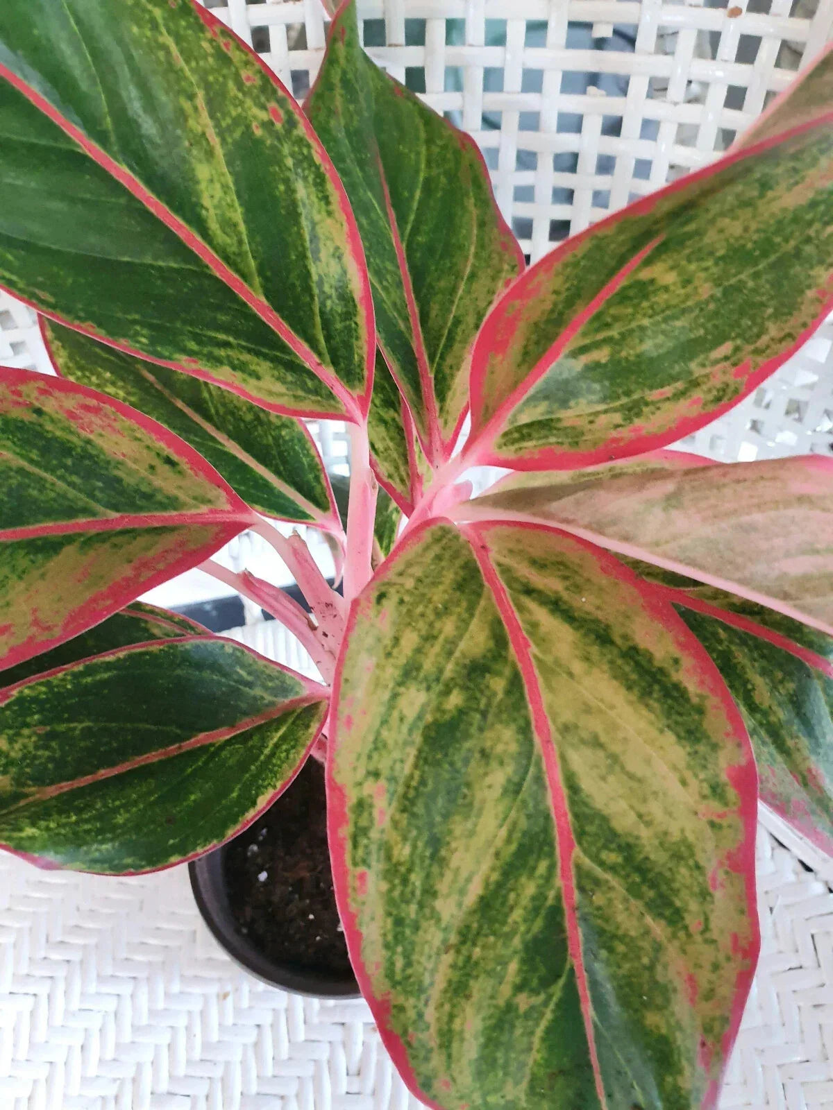 Chinese Evergreen Bare Root Plant - Aglaonema 'Siam Aurora' - Indoor Houseplant with Vibrant Red and Green Foliage