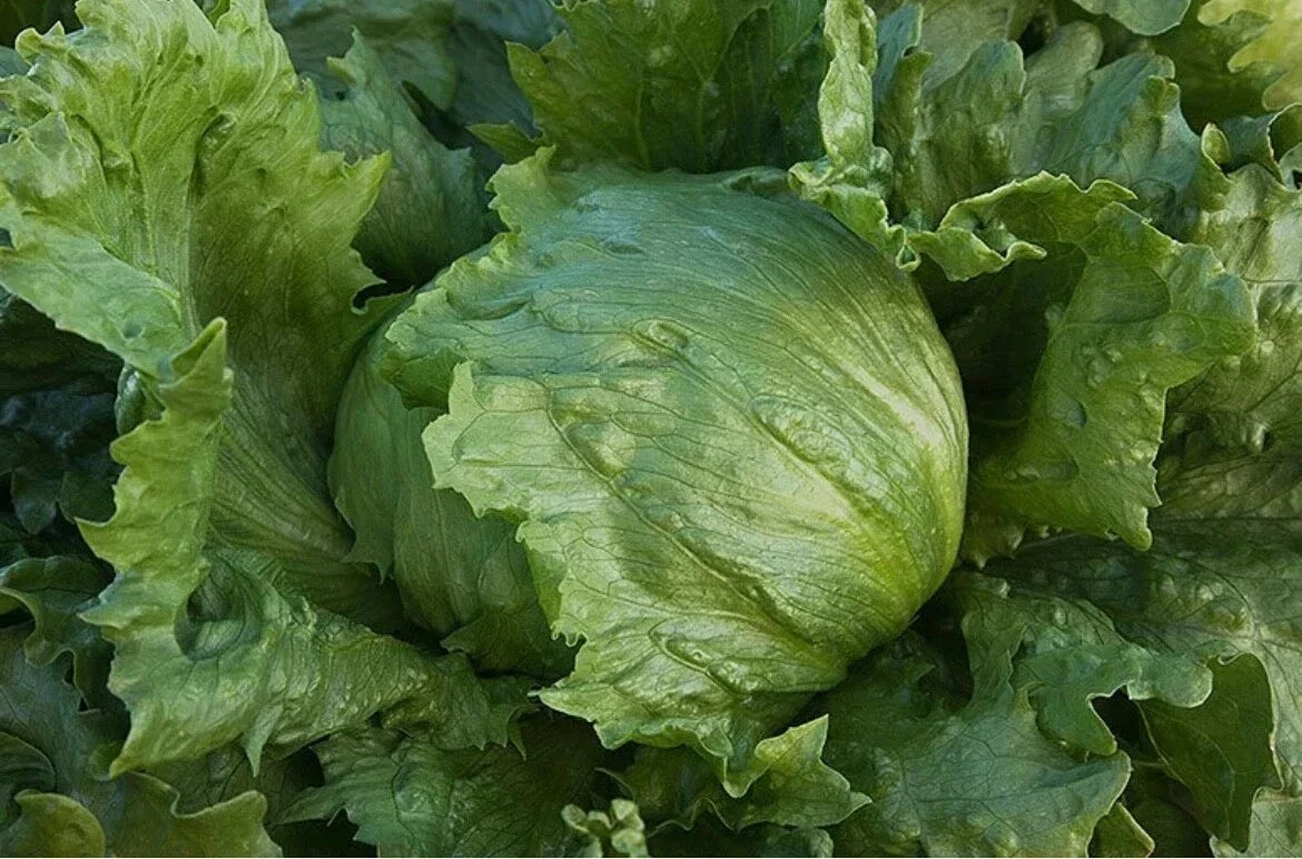 Organic Iceberg Lettuce Seeds - Non-GMO Lactuca sativa for Home Garden, Salad Crop, Compact Annual Plant, 200 Seeds