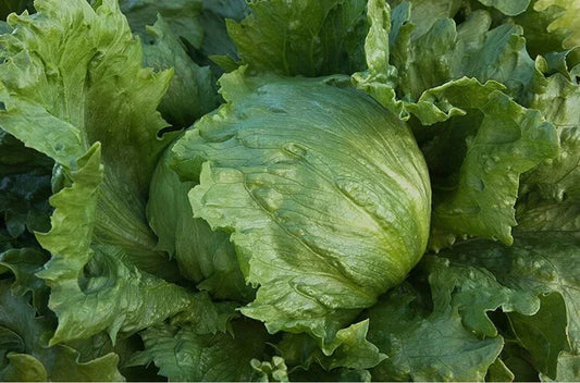 Organic Iceberg Lettuce Seeds - Non-GMO Lactuca sativa for Home Garden, Salad Crop, Compact Annual Plant, 200 Seeds