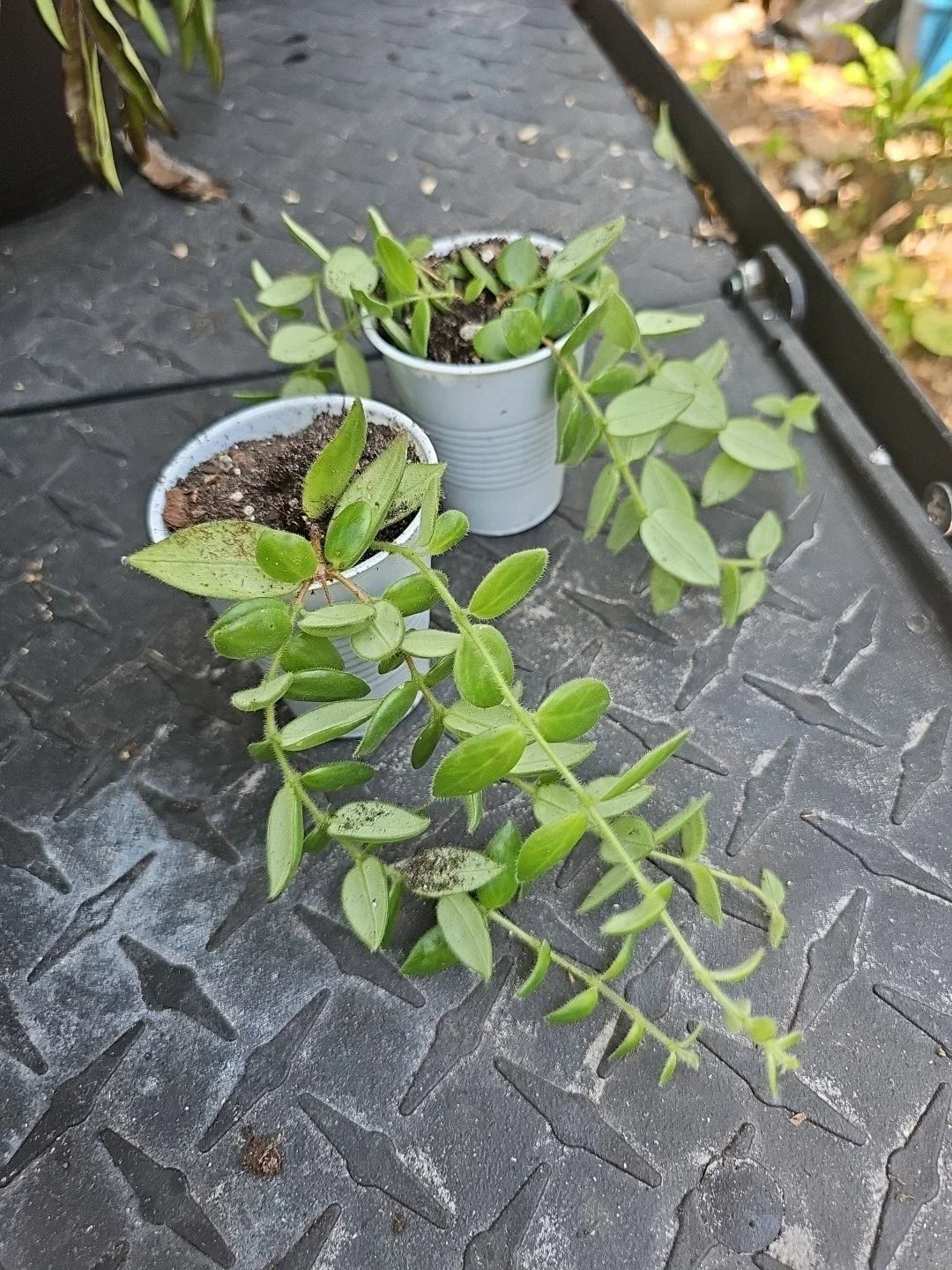 Gracilis Lipstick Plant - 2.5" Pot - Aeschynanthus Gracilis - Indoor Hanging Houseplant - Easy Care, Trailing Foliage