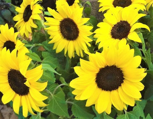 Lemon Queen Sunflower Seeds 50+ Non-GMO Helianthus annuus Bright Yellow Blooms for Garden, Containers, Pollinator Attracting