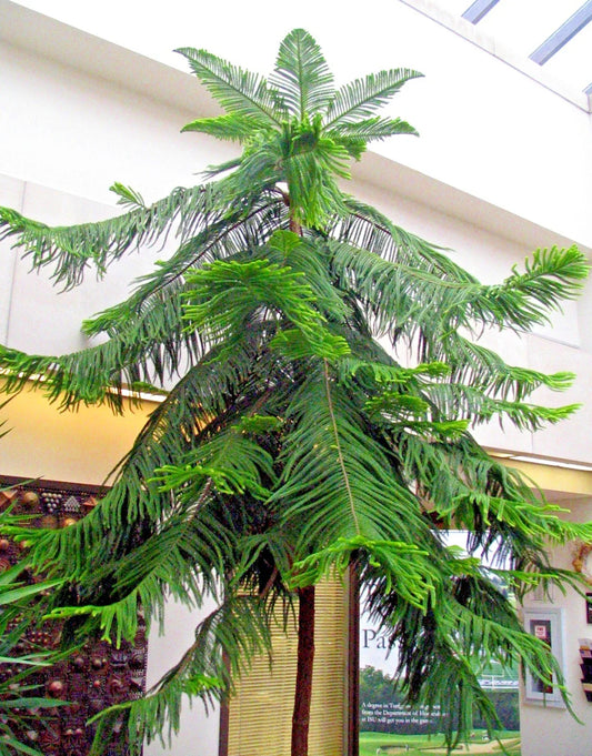 Norfolk Island Pine Seeds Pack of Seeds Araucaria excelsa Indoor Christmas Tree Houseplant Seeds for Holiday Decor