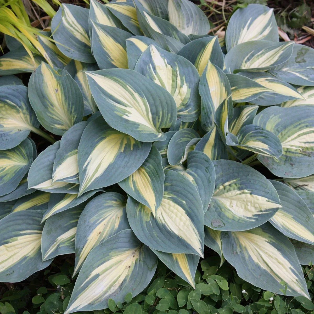 Hosta High Society Perennial Shade Plant 5.25" Pot June Sport Well Rooted Garden Plant