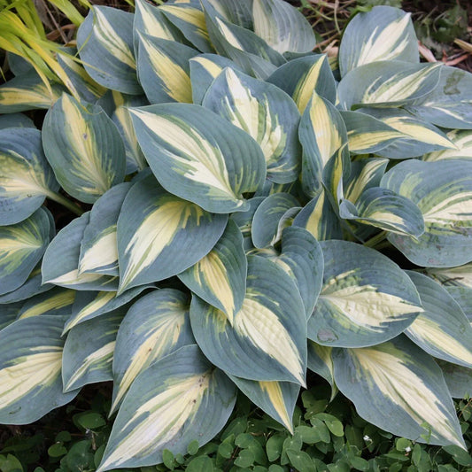 Hosta High Society Perennial Shade Plant 5.25" Pot June Sport Well Rooted Garden Plant