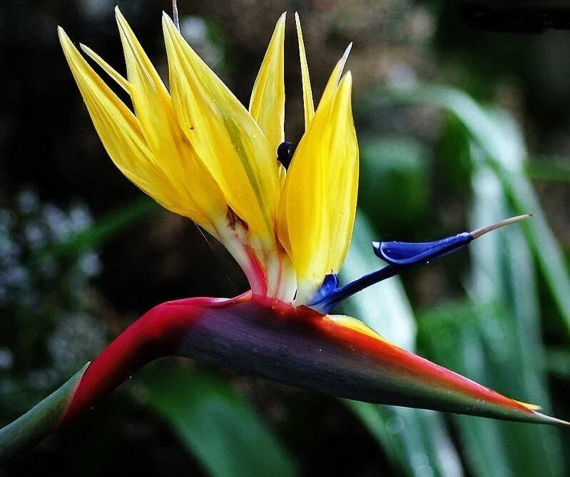 Yellow Bird of Paradise Plant - 10-12" Rooted Strelitzia Reginae for Indoor & Outdoor Gardens, Tropical Flowering Plant