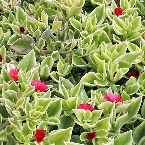 Aptenia Cordifolia Variegata Live Plant - 4 Inch Succulent - Variegated Heartleaf Plant - Bare Roots for Indoor Garden and Decor